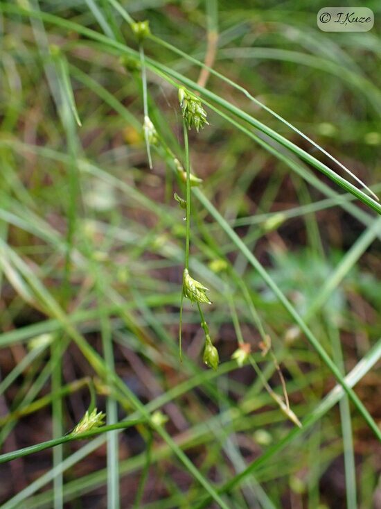 Carex remota